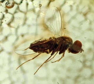 Dominican Amber,  Fossil Inclusion,  Detailed Brachycera Fly