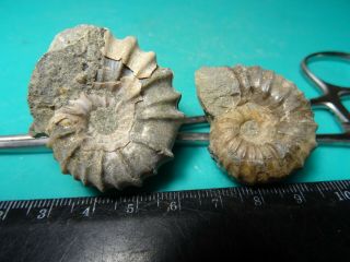 Ammonites Epicheloniceras 2 Кавказ меловой период
