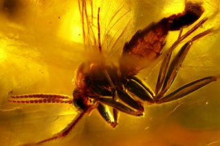 Large Mosquito Of Good Quality In Baltic Amber.  Amber.  Inclusion.