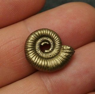 19mm Ammonite Pyrite Fossils Ryazan Russia Fossilien Pendant Ammonites