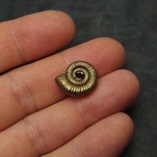 19mm Ammonite Pyrite Fossils Ryazan Russia Fossilien Pendant Ammonites 3