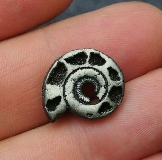 19mm Ammonite Pyrite Fossils Ryazan Russia Fossilien Pendant