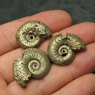 3x Quenstedtoceras 26 - 30mm Pyrite Ammonite Fossils Fossilien Russia Pendant