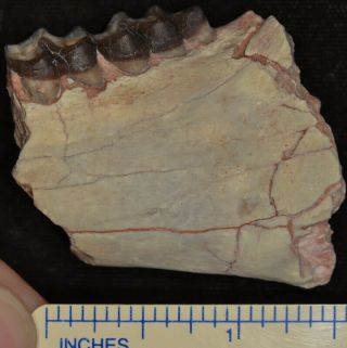 Mesohippus Jaw Section,  Three Toed Horse Fossil,  Oligocene,  South Dakota,  H503