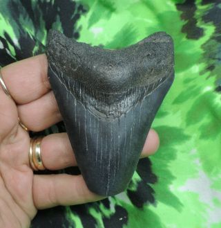 Megalodon Sharks Tooth 3 9/16  Inch No Restorations Fossil Sharks Teeth