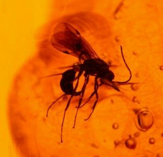 Ponerine Winged Ant,  Fly In Authentic Dominican Amber Fossil Gem