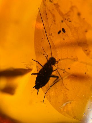 extinct Manipulatoridae roach Burmite Myanmar Amber insect fossil dinosaur age 2