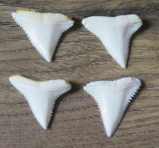 4 Group Upper Nature Modern Great White Shark Tooth (teeth)