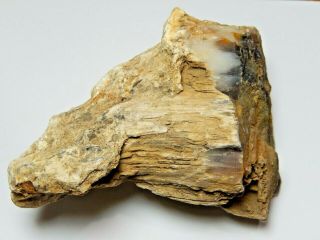 Natural Petrified Wood With Agate Center Specimen 12.  4 Oz.  3 1/2 X 3 "