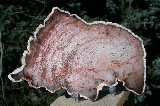 Sis: Incredible Burmese Petrified Wood Log From Myanmar - Fossil Basralocus