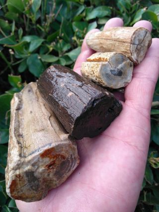Four (4) Owyhee Oregon Agate Petrified Wood Round Limbs Rings Knot Bark 17.  8oz
