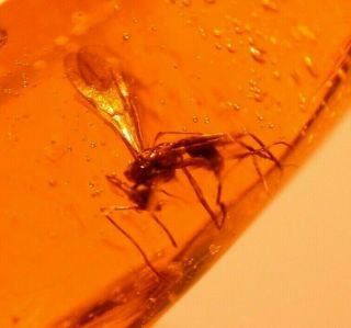 Winged Ant With 2 Phorid Flies In Authentic Dominican Amber Fossil Gem