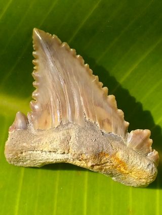 Serrated Fossil Shark Tooth Palaeocarcharodon,  Pygmy White Shark Tooth