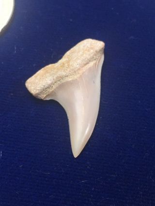 Cream Colored Isurus Planus Fossil Mako Shark Tooth Bakersfield,  Ca