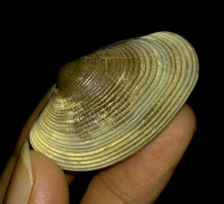 Sea Shell Fossil,  Bivalve,  Veneridae From Java,  Indonesia,  34mm