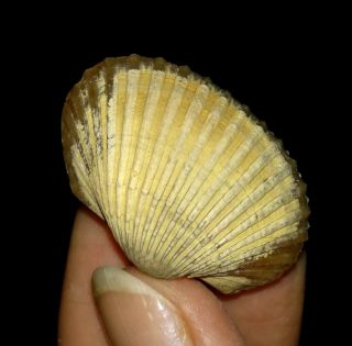 Sea Shell Fossil,  Bivalve,  Arcidae From Java,  Indonesia,  29mm
