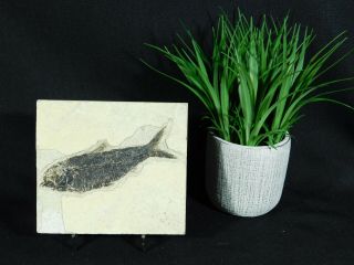 A 50 Million Year Old Knightia Eocaena Fish Fossil From Wyoming 294gr E