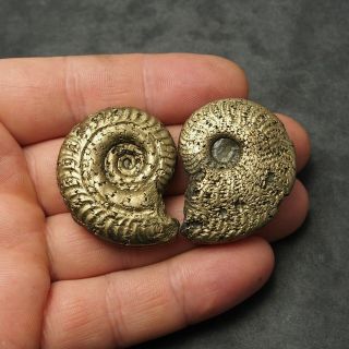2x Ammonite 41 - 42mm Pyrite Mineral Fossil Fossilien Ammoniten France
