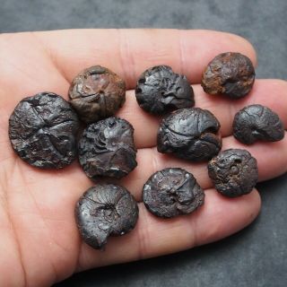 10x Goniatite 16 - 24mm Hematite Devonian Mineral Fossil Ammoniten Fossilien 3