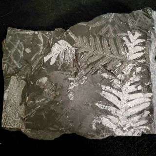 5×6 " Museum Quality White Carboniferous St Clair Pennsylvanian Fern Plant Fossil