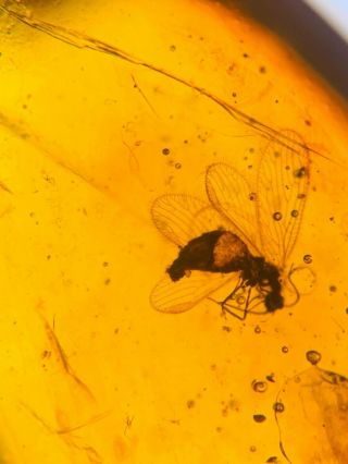 Neroptera Berothidae Fly Burmite Myanmar Burma Amber Insect Fossil Dinosaur Age