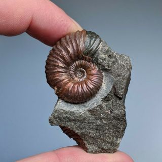 2,  8 Cm (1,  1 In) Ammonite Acanthoplites Shell Cretaceous Russia Russian Ammonit