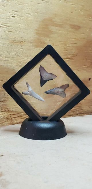 3 Bone Valley Fossilized Shark Teeth,  Bull,  Sandtiger And Snaggletooth In Case