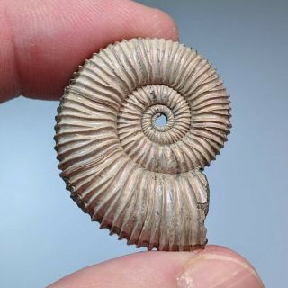 3,  1 Cm (1,  22 In) Ammonite Peltoceras Jurassic Pyrite Russia Fossil Ammonit