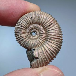 3,  1 cm (1,  22 in) Ammonite Peltoceras jurassic pyrite Russia fossil ammonit 2