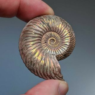 4,  3 Cm (1,  7 In) Ammonite Shell Quenstedtoceras Jurassic Pyrite Russia Fossil