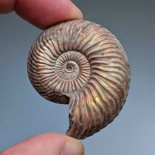 4,  3 cm (1,  7 in) Ammonite shell Quenstedtoceras jurassic pyrite Russia fossil 2