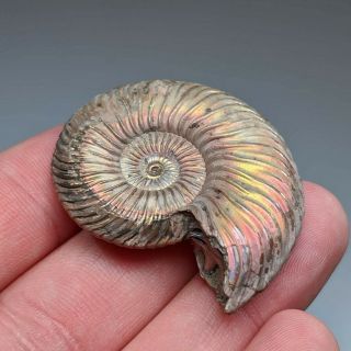 4,  3 cm (1,  7 in) Ammonite shell Quenstedtoceras jurassic pyrite Russia fossil 3