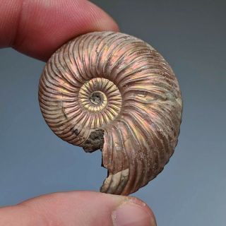 3,  7 Cm (1,  5 In) Ammonite Shell Quenstedtoceras Jurassic Pyrite Russia Fossil