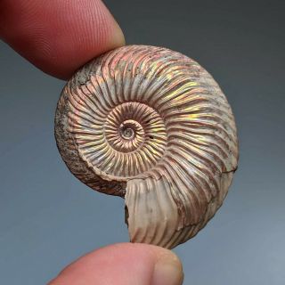 3,  5 Cm (1,  4 In) Ammonite Shell Quenstedtoceras Jurassic Pyrite Russia Fossil