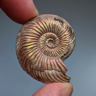 3,  5 cm (1,  4 in) Ammonite shell Quenstedtoceras jurassic pyrite Russia fossil 2
