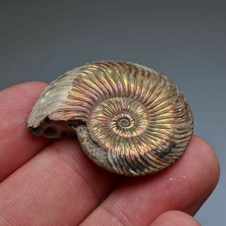 3,  5 cm (1,  4 in) Ammonite shell Quenstedtoceras jurassic pyrite Russia fossil 3