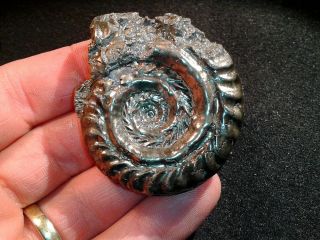 French Pyrite Ammonite - - Hildoceras Quadrata - - 54 Mm - - Jurassic