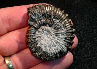 French Pyrite Ammonite - - Porpoceras Beurlini - - 47mm - - Jurassic
