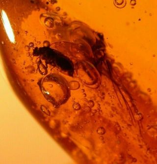 Psocopteran,  2 Flies,  Water Bubble Enhydro In Authentic Dominican Amber Fossil