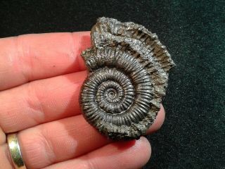 French Pyrite Ammonite - - Porpoceras Vortex - - 47mm - - Jurassic
