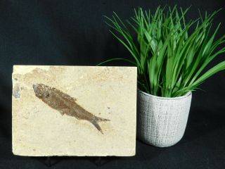A 100 Natural 50 Million Year Old Knightia Fish Fossil From Wyoming 530gr E