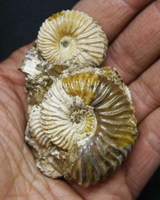 Russian Souvenir: Ammonites Deshaesites.  Geological Location Unexplored.