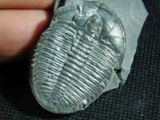 A 100 Natural Cambrian Era Elrathia Trilobite Fossil From Utah 12.  7gr B E