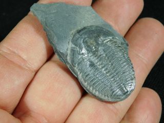 A 100 Natural Cambrian Era Elrathia Trilobite Fossil From Utah 12.  7gr B e 2