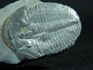 A 100 Natural Cambrian Era Elrathia Trilobite Fossil From Utah 12.  7gr B e 3