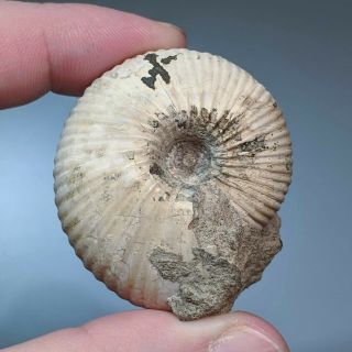 4,  4 Cm (1,  7 In) Ammonite Rondiceras Jurassic Russia Fossil Ammonit