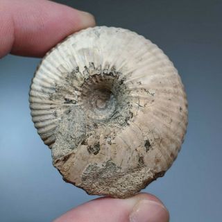 4,  4 cm (1,  7 in) Ammonite Rondiceras jurassic Russia fossil ammonit 2