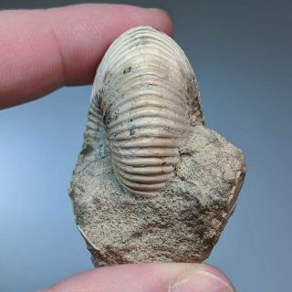 4,  4 cm (1,  7 in) Ammonite Rondiceras jurassic Russia fossil ammonit 3