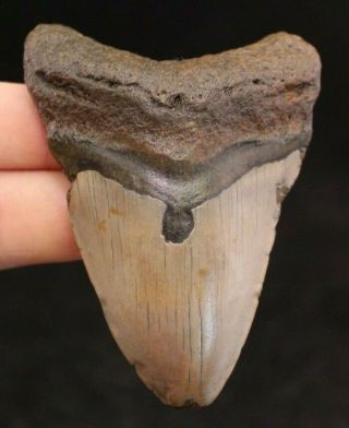 Megalodon Shark Tooth 3.  60 " Extinct Fossil Authentic Not Restored (cg12 - 192)