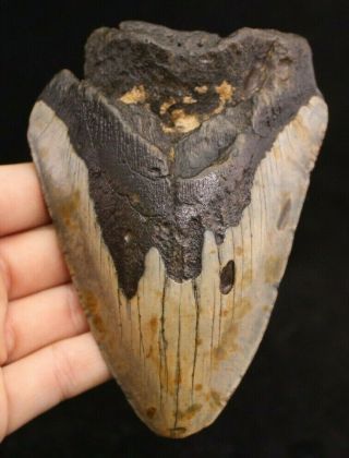Megalodon Shark Tooth 4.  69 " Extinct Fossil Authentic Not Restored (cg12 - 78)